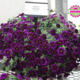 Каблум Дип Блю Ц(Поиск)