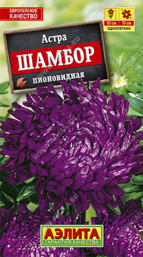 Шамбор пионовидная Ц(А)