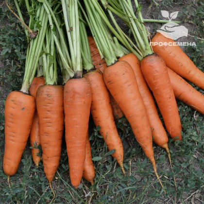 Шантанэ Роял (банка-0,5кг)