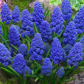 Блю Спайк 8/9, 10шт