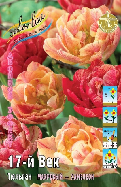 17-Й Век 11/12 (2й эффект) 7шт