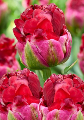 Айс Крим Крэнберри 11/+ (2й эффект) 5шт