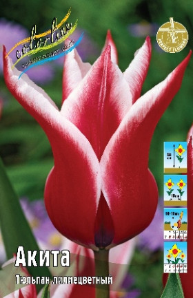 Акита 11/12 (лил.) 7шт