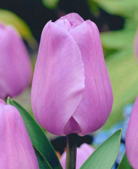 Алиби 11/12 (триумф) 7шт