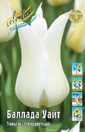 Баллада Уайт 11/12 (лил.) 7шт