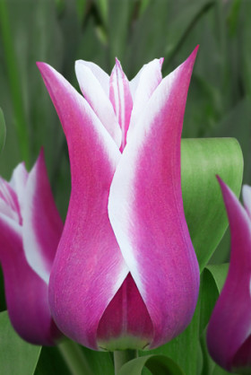 Баллада 11/12 (лил.) 7шт