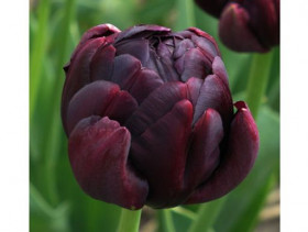 Блэк Хироу 11/12 (махр.поздн) 7шт