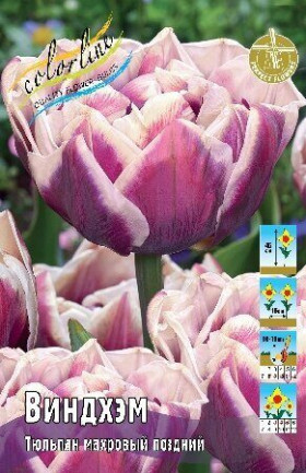 Виндхэм 10/11 (махр.поздн) 8шт