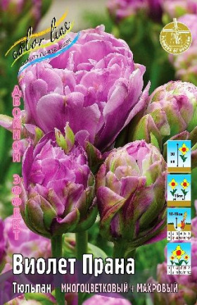 Виолет Прана 10/11 (2й эффект) 7шт
