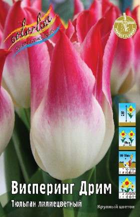 Висперинг Дрим 11/12 (лил.) 7шт