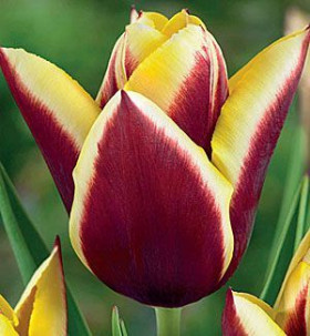 Гавота 11/12 (триумф) 8шт