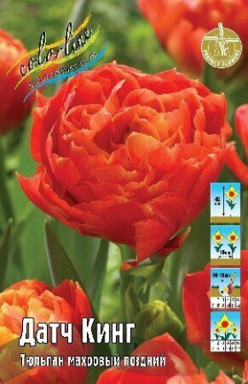 Датч Кинг 11/12 (махр.поздн) 7шт