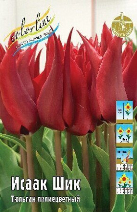Исаак Шик 11/12 (лил.) 7шт