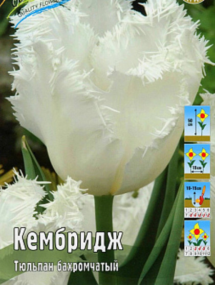 Кембридж 11/12 (бахр.) 7шт