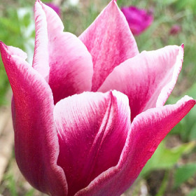 Клавдия 11/12 (лил.) 8шт