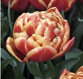 Конго 10/11 (махр.ранн.) 7шт