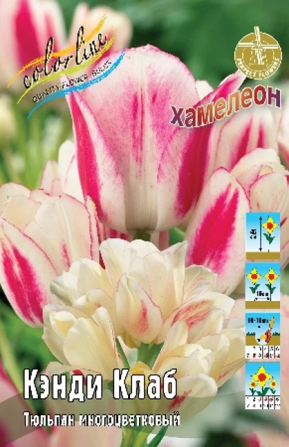 Кэнди Клаб 11/12 (мнгцв.) 7шт