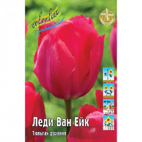 Леди Ван Ейк 11/12 (дарв.) 8шт