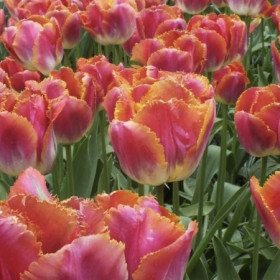 Майами Сансет 11/12 (бахр.) 7шт