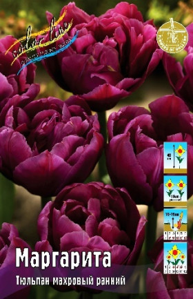 Маргарита 11/12 (махр.ранн.) 7шт