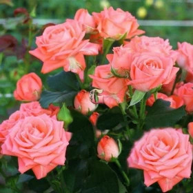 Барбадос (ЗКС) ЖИЛЯК