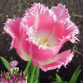 Фэнси Фрилс 11/12 (бахр.) 8шт