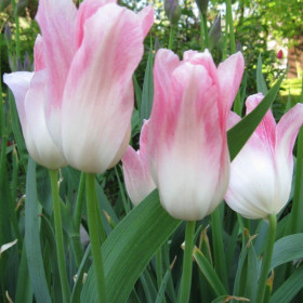 Холланд Шик 11/12 (лил.) 7шт