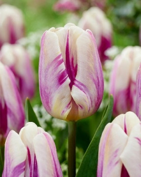 Хэппи Фит 11/12 (триумф) 7шт