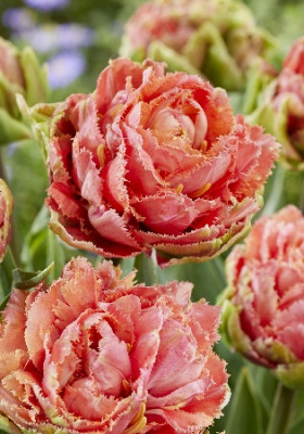 Шик Элеганс 11/12 (2й эффект) 7шт