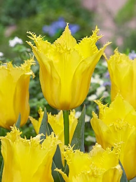 Штуттгарт 11/12 (бахр.) 8шт