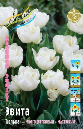 Эвита 11/12 (2й эффект) 7шт