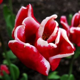 Элегант Краун 11/12 (2й эффект) 7шт