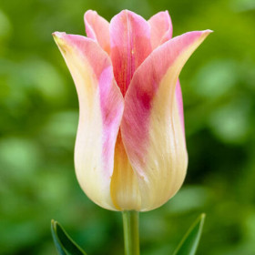 Элегант Леди 11/12 (лил.) 8шт