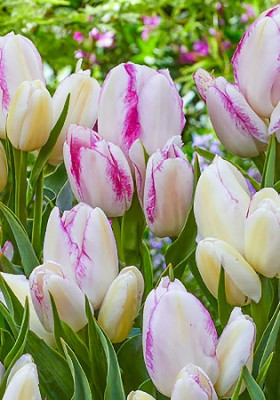 Эмили 11/12 (мнгцв.) 5шт