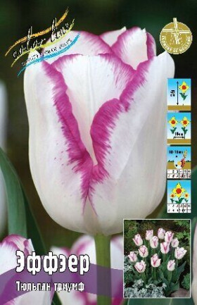 Эффэер 11/12 (триумф) 7шт