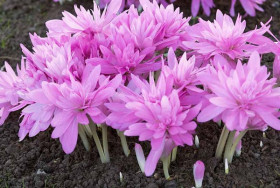 Уотерлили (осенний) 12/+, 1шт