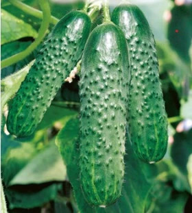 Паратунка парт\карп 500шт Семко-Юниор