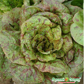 Парламент листовой Ц(Н)