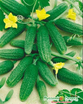 Патти 10шт Ц(Н)