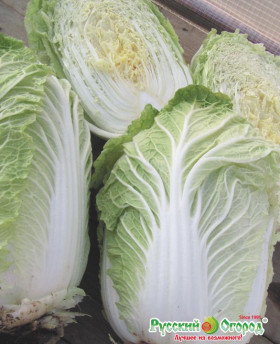 пекинская Северная красавица Ц(Н)