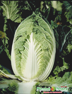 пекинская Ча-Ча Ц(Н)