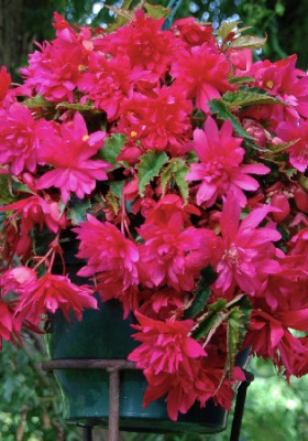 Пендула Розовая  3 шт