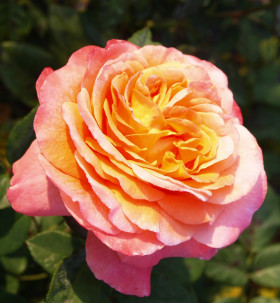 Августа Луиза (ЗКС) ЖИЛЯК