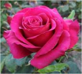 Биг Перпл (ЗКС) ЖИЛЯК