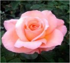 Муриам (ЗКС) ЖИЛЯК