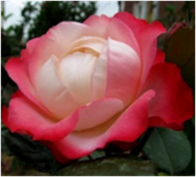 Ностальжи (ЗКС) ЖИЛЯК