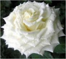 Тенека (ЗКС) ЖИЛЯК