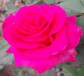 Юриадна (ЗКС) ЖИЛЯК