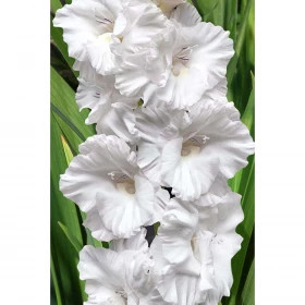 Белый 10/12 10шт