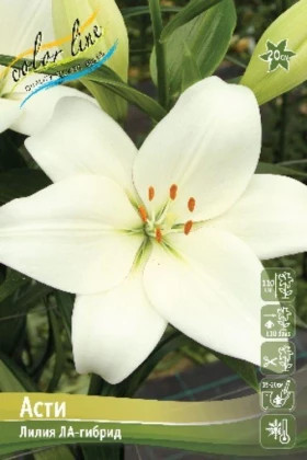 Асти (ЛА)  7шт